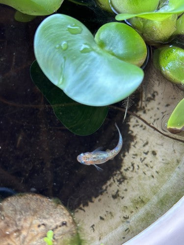 5+1 Ulysses Japanese Rice (Medaka) Fish. High Quality US bred Juvies