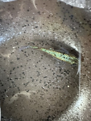 25+ Himtsu Heiki (Secret Weapon) Eggs.   Medaka Ricefish.  USA bred