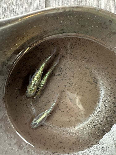 25+ Himtsu Heiki (Secret Weapon) Eggs.   Medaka Ricefish.  USA bred