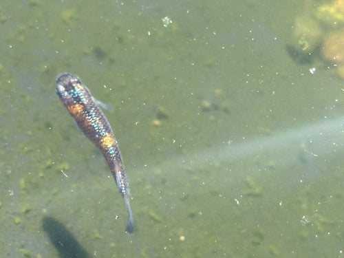 15+ Ulysses Cobalt Medaka Ricefish Eggs. USA bred.