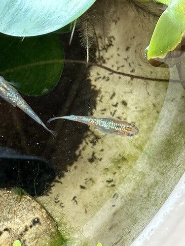 5+1 Ulysses Japanese Rice (Medaka) Fish. High Quality US bred Juvies