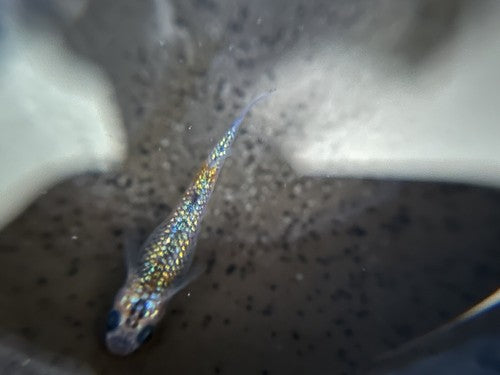 5+1 Ulysses Japanese Rice (Medaka) Fish. High Quality US bred Juvies