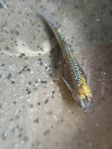 15+ Ulysses Cobalt Medaka Ricefish Eggs. USA bred.