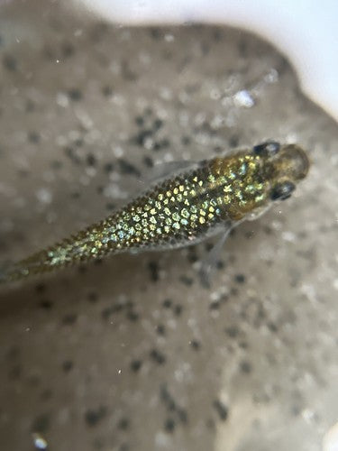 25+ Himtsu Heiki (Secret Weapon) Eggs.   Medaka Ricefish.  USA bred
