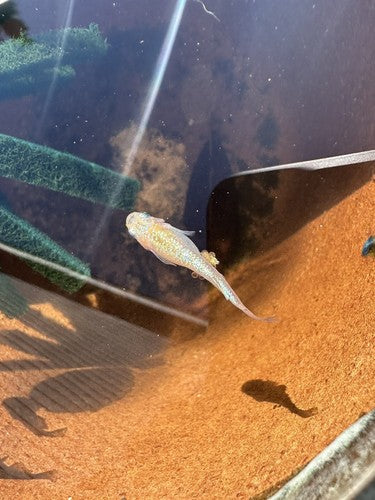 5+1 Yozakura gold Japanese Rice (Medaka) Fish. High Quality US bred Juvies