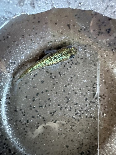 25+ Himtsu Heiki (Secret Weapon) Eggs.   Medaka Ricefish.  USA bred