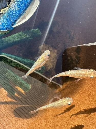5+1 Yozakura gold Japanese Rice (Medaka) Fish. High Quality US bred Juvies