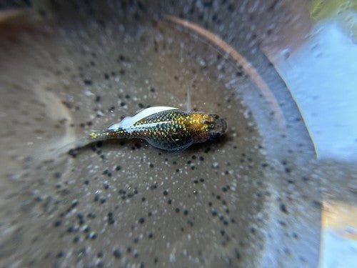 15+ Ulysses Cobalt Medaka Ricefish Eggs. USA bred.