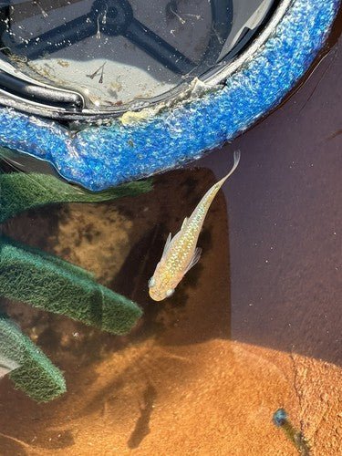 5+1 Yozakura gold Japanese Rice (Medaka) Fish. High Quality US bred Juvies