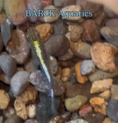 25+  Shukougyoku Eggs.   Japanese Medaka Ricefish.   USA bred. High Grade.