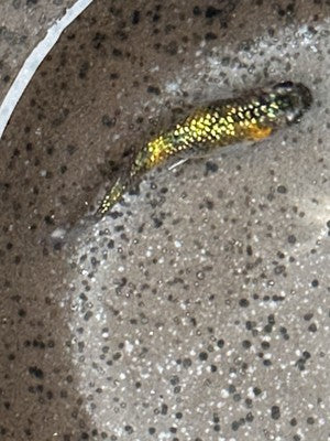 15+ Lame King Medaka Ricefish Eggs. USA bred.