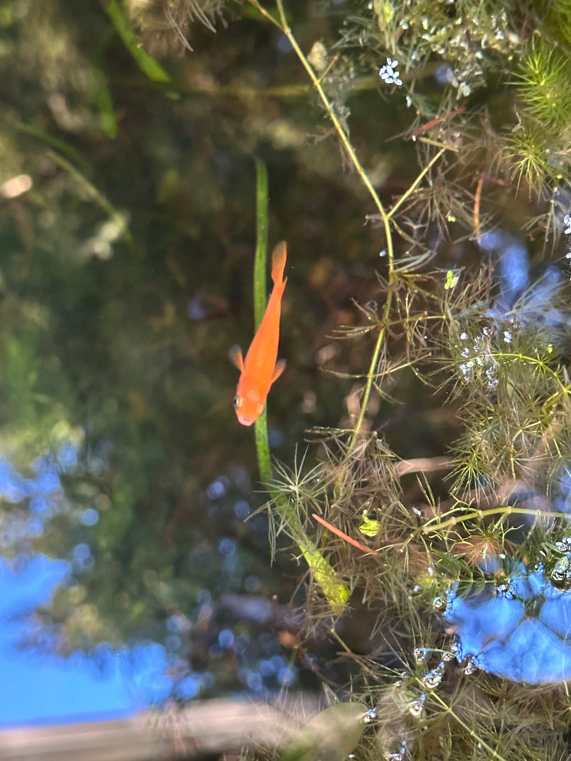 Orange Japanese Medaka Ricefish. USA Homebred