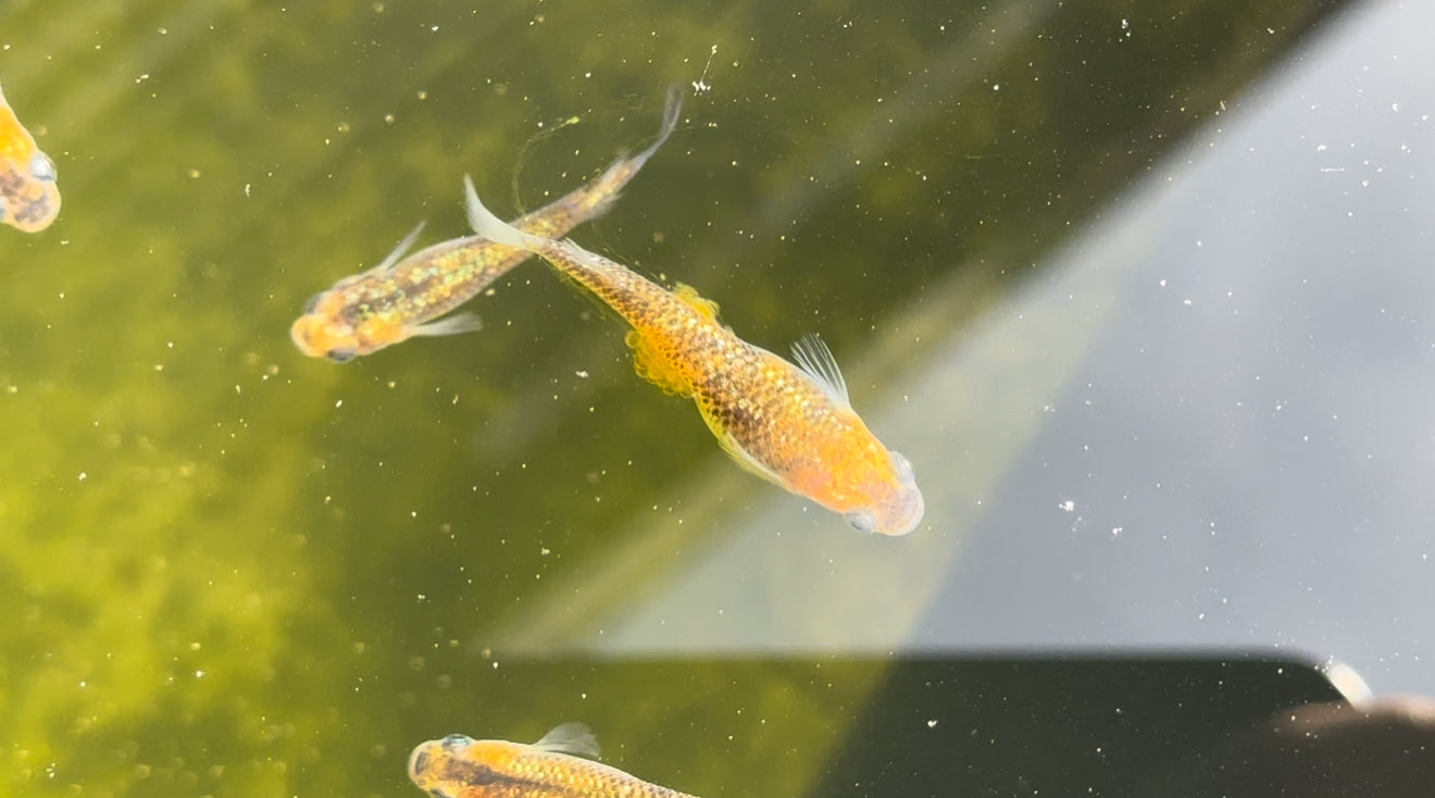 Saboyuri Japanese Medaka Ricefish. USA Homebred