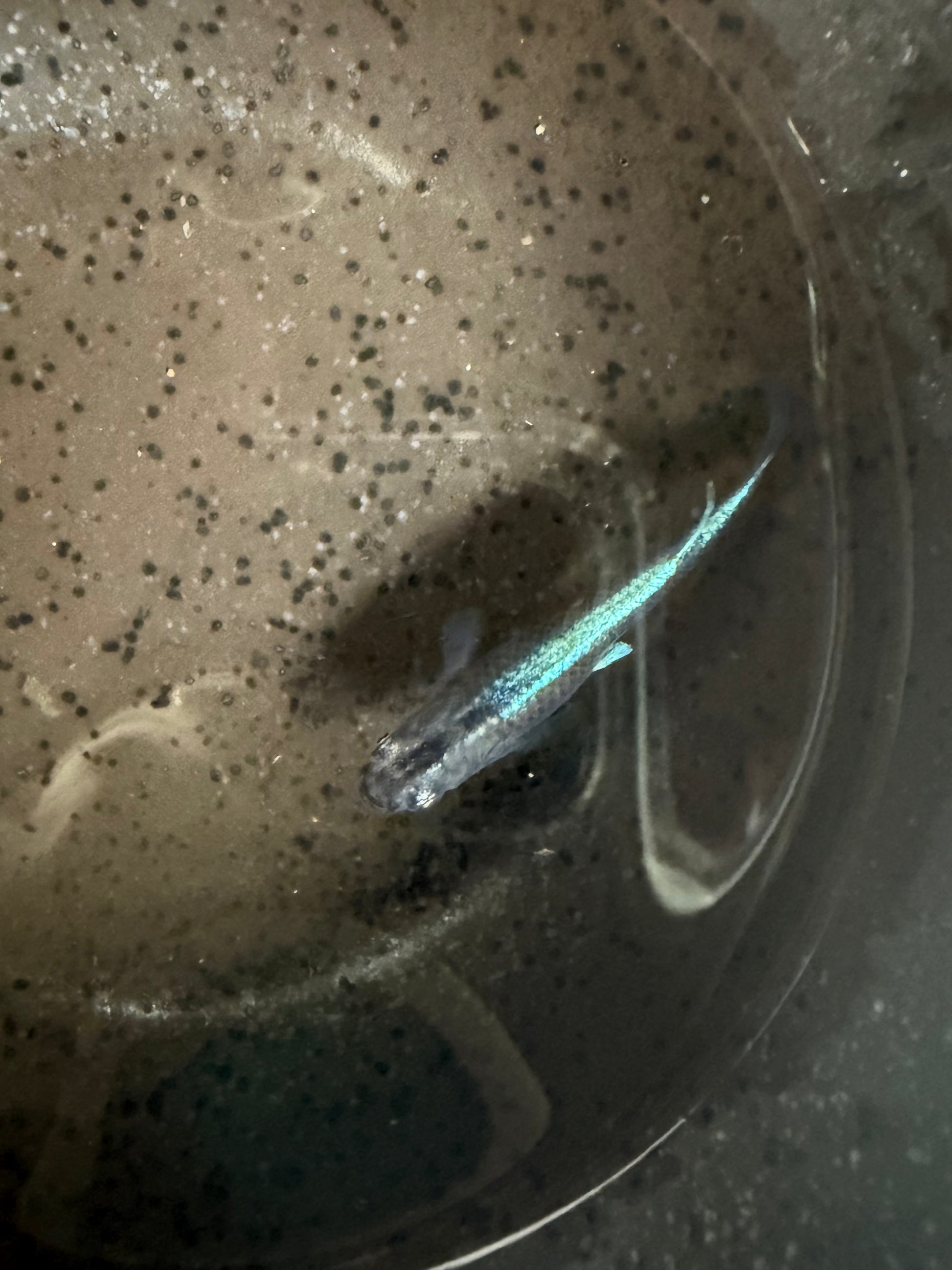 Kabuki Blue Japanese Medaka Ricefish – by USA‑HomeBred | BARCK Aquatics