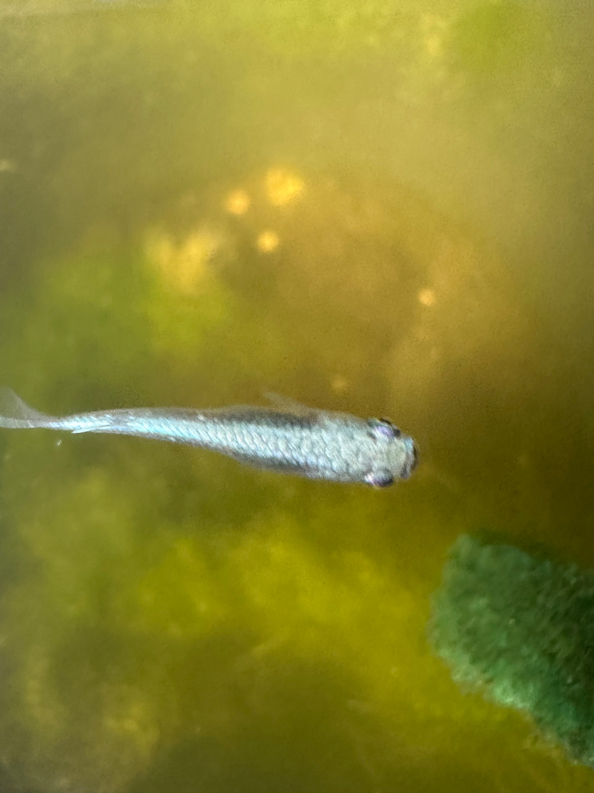 Blue Miyuki Japanese Medaka Ricefish – USA‑HomeBred | BARCK Aquatics