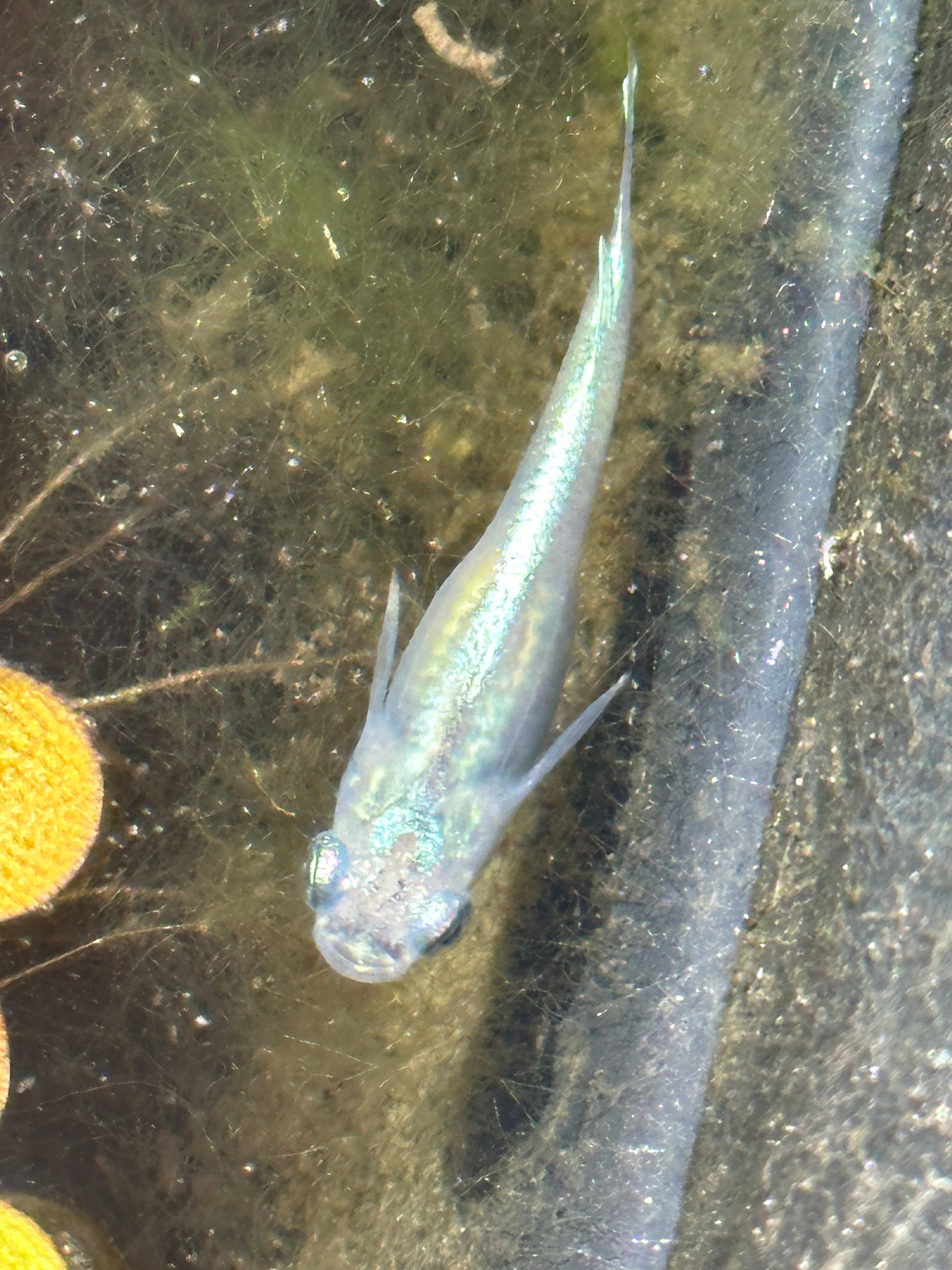 Blue Miyuki Japanese Medaka Ricefish – USA‑HomeBred | BARCK Aquatics