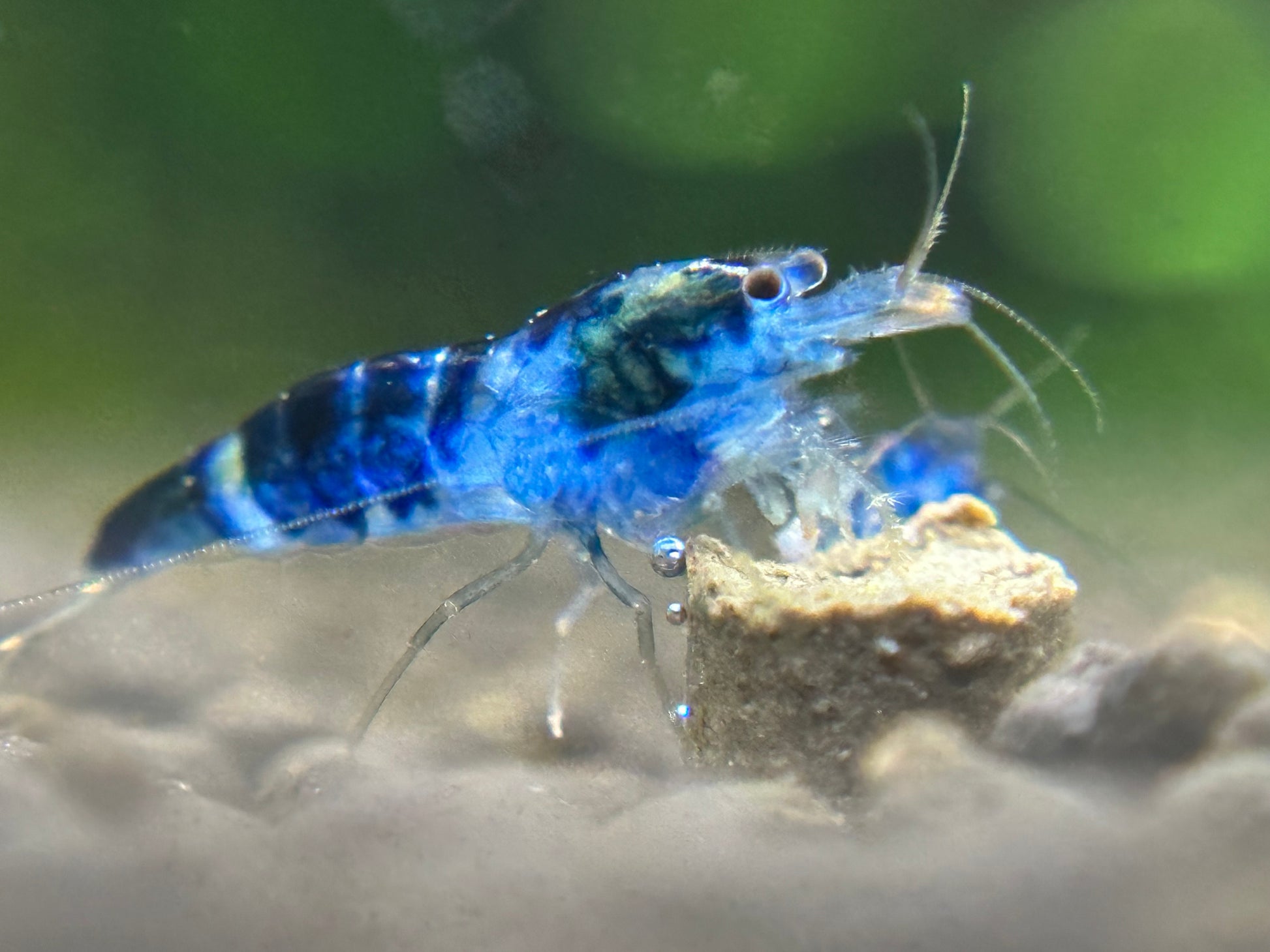 German Blue Dragonblood Freshwater Caridina Aquarium Shrimp. Live Guarantee
