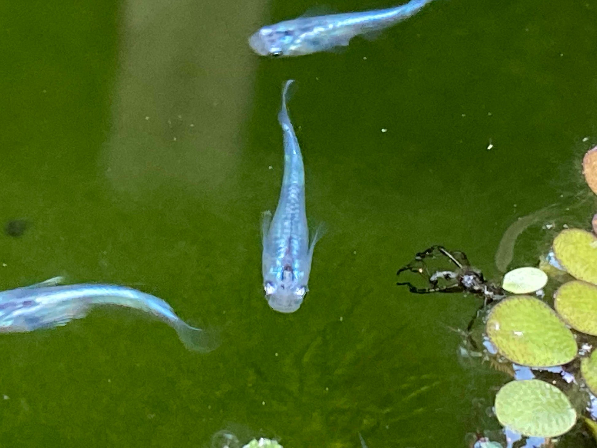 Blue Miyuki Japanese Medaka Ricefish – USA‑HomeBred | BARCK Aquatics