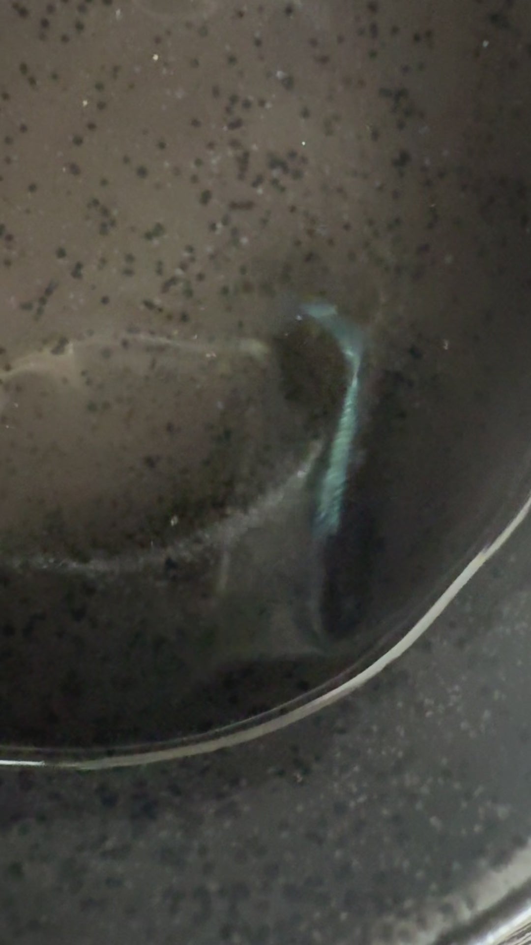 Kabuki Blue Japanese Medaka Ricefish – by USA‑HomeBred | BARCK Aquatics