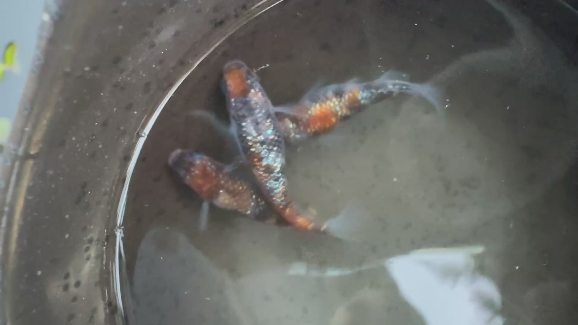 Gessin Tricolor Japanese Medaka Ricefish. USA Homebred