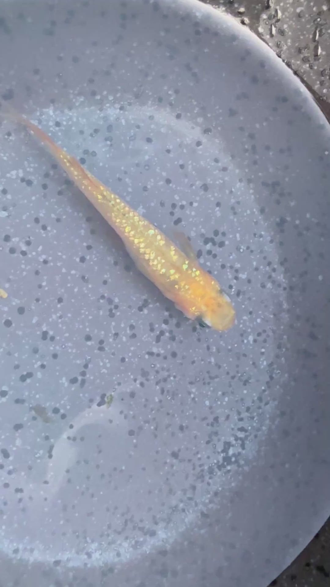 Gold Lame’ Japanese Medaka Ricefish. USA Homebred