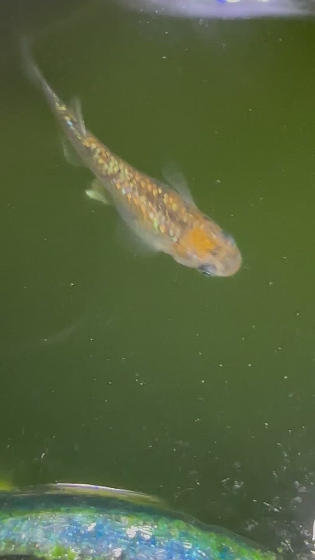 Saboyuri Japanese Medaka Ricefish. USA Homebred