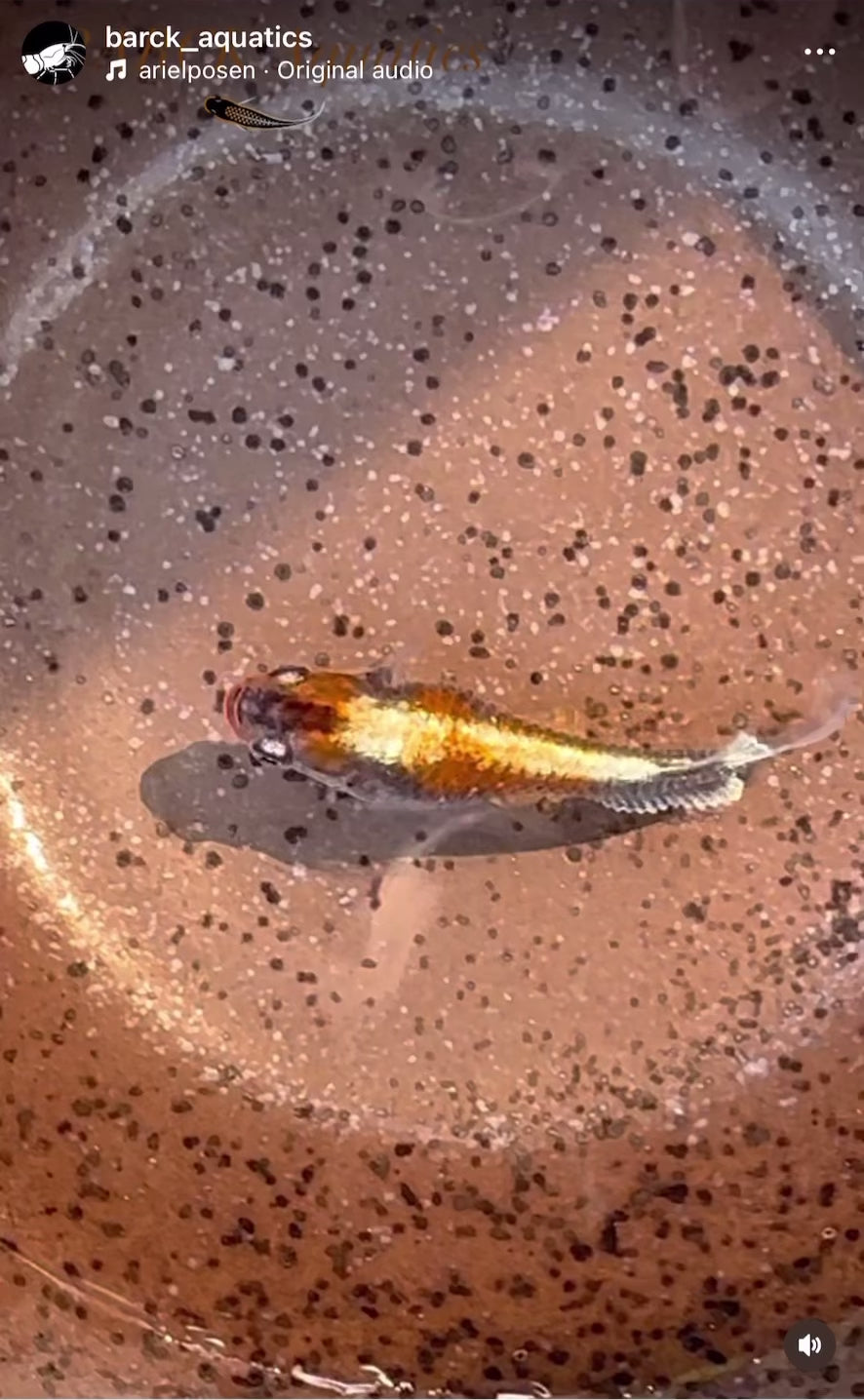 Red Cliff Dark Japanese Medaka Ricefish. USA Homebred