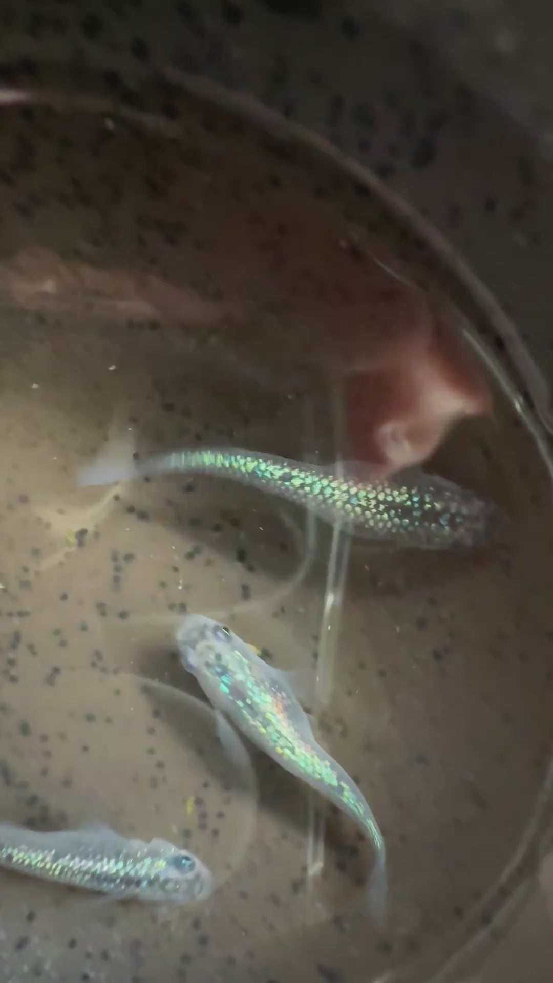 Sapphire Japanese Medaka Ricefish. USA Homebred