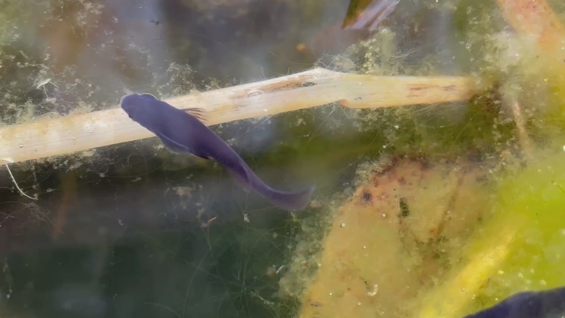 Orochi Japanese Medaka Ricefish. USA Homebred