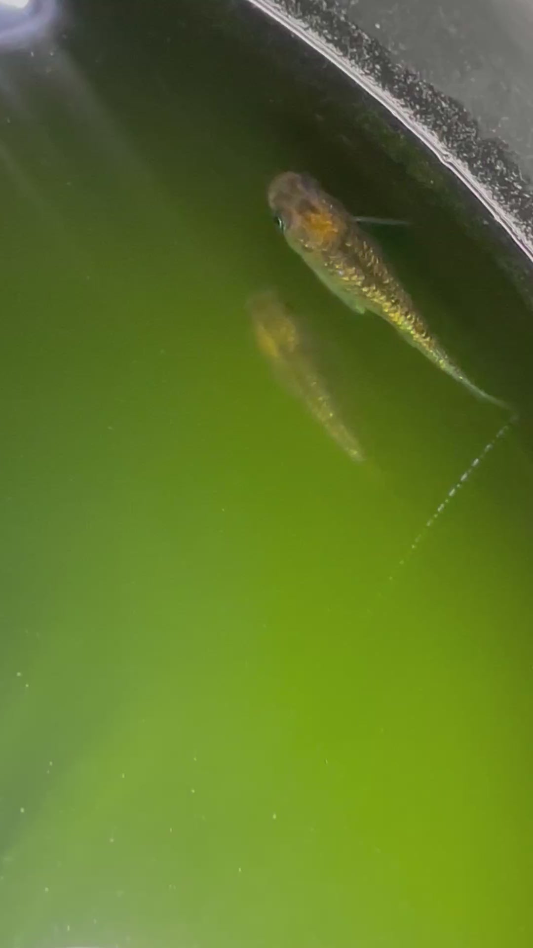 Saboyuri Japanese Medaka Ricefish. USA Homebred