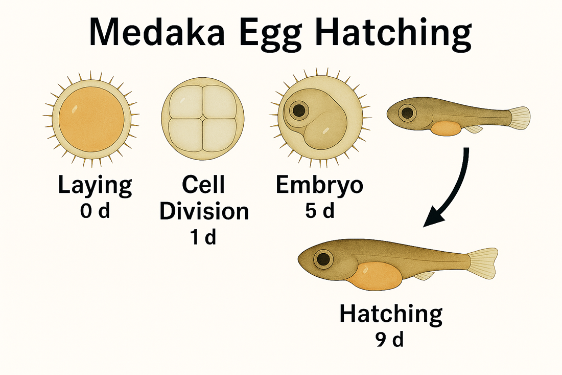 Mastering the Art of Hatching Medaka Eggs: A Comprehensive Guide