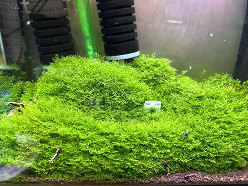 Moss