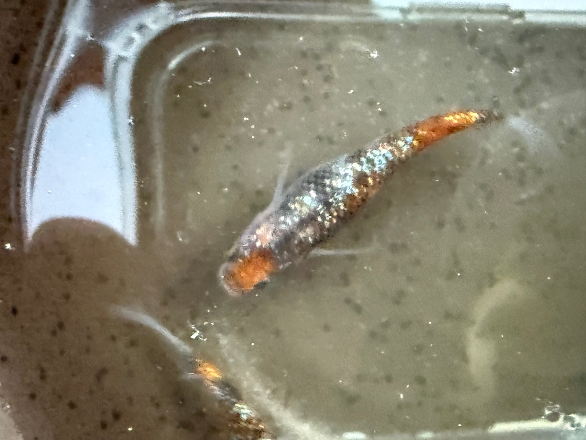 BARCK Aquatics | USA Medaka Breeder, Shrimp and Aquatic Plants