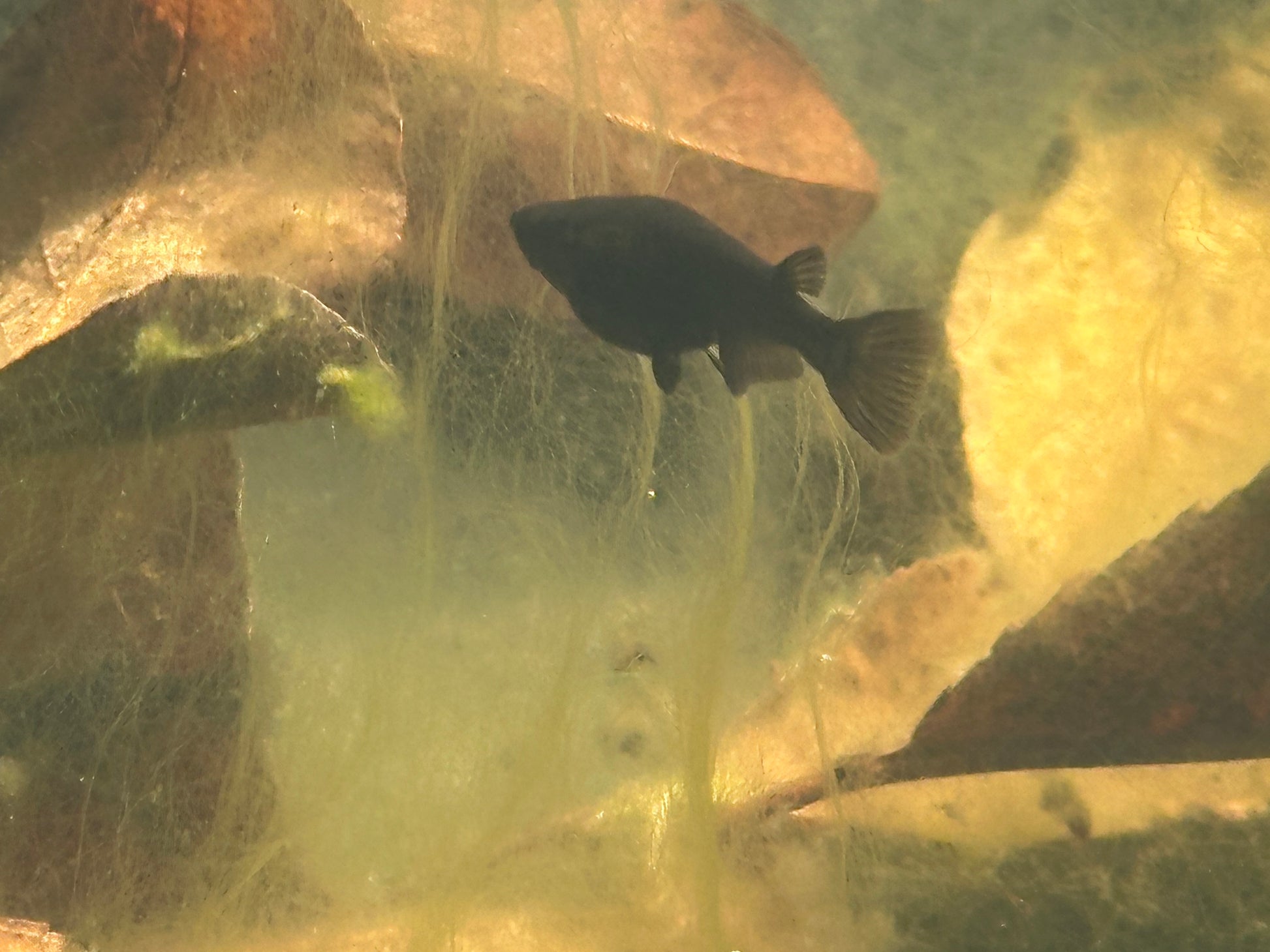 Orochi Japanese Medaka Ricefish. USA Homebred