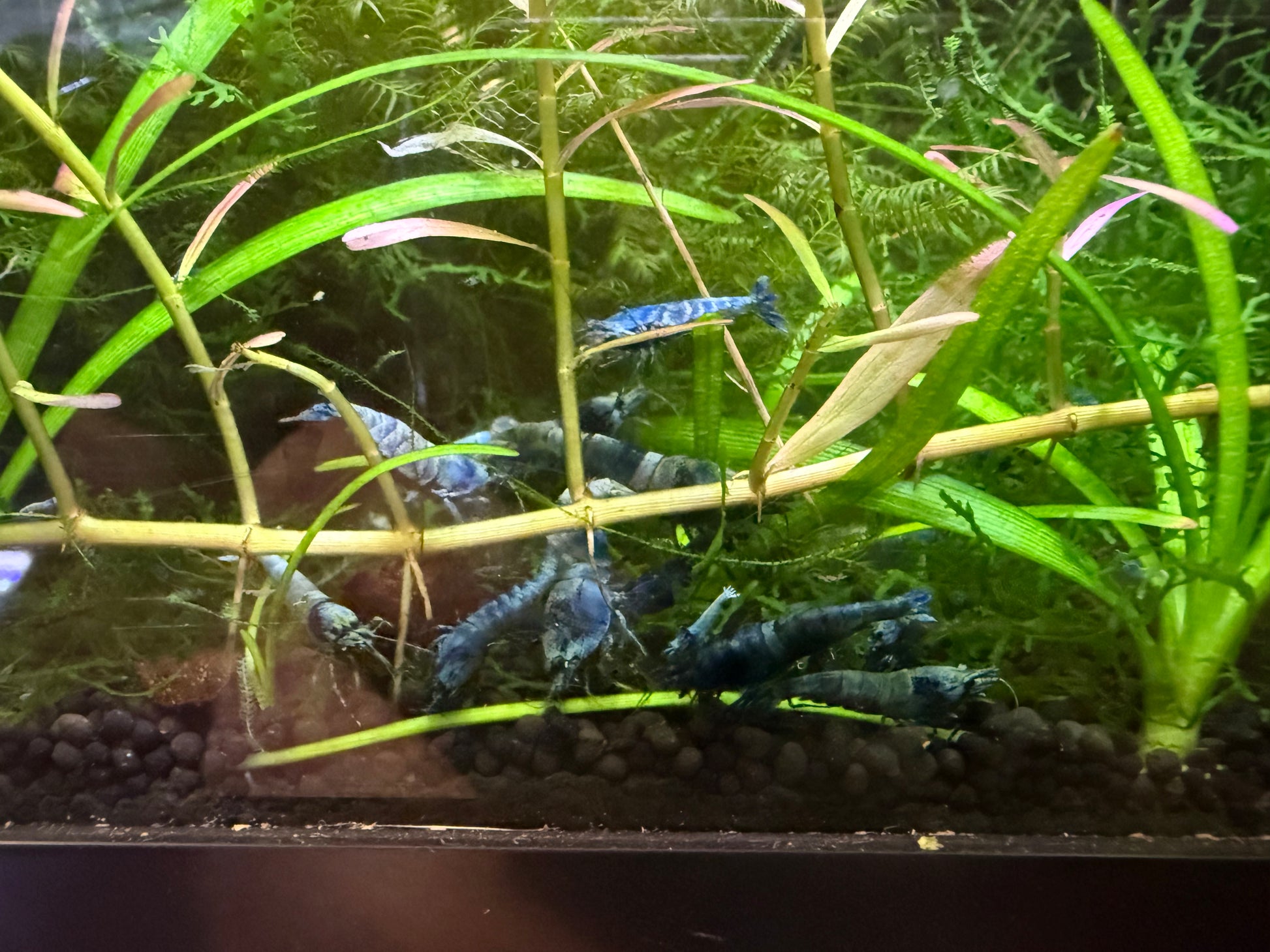 Juvenile Blue Bolt Shrimp for Sale – Premium USA Homebred Caridina | BARCK Aquatics