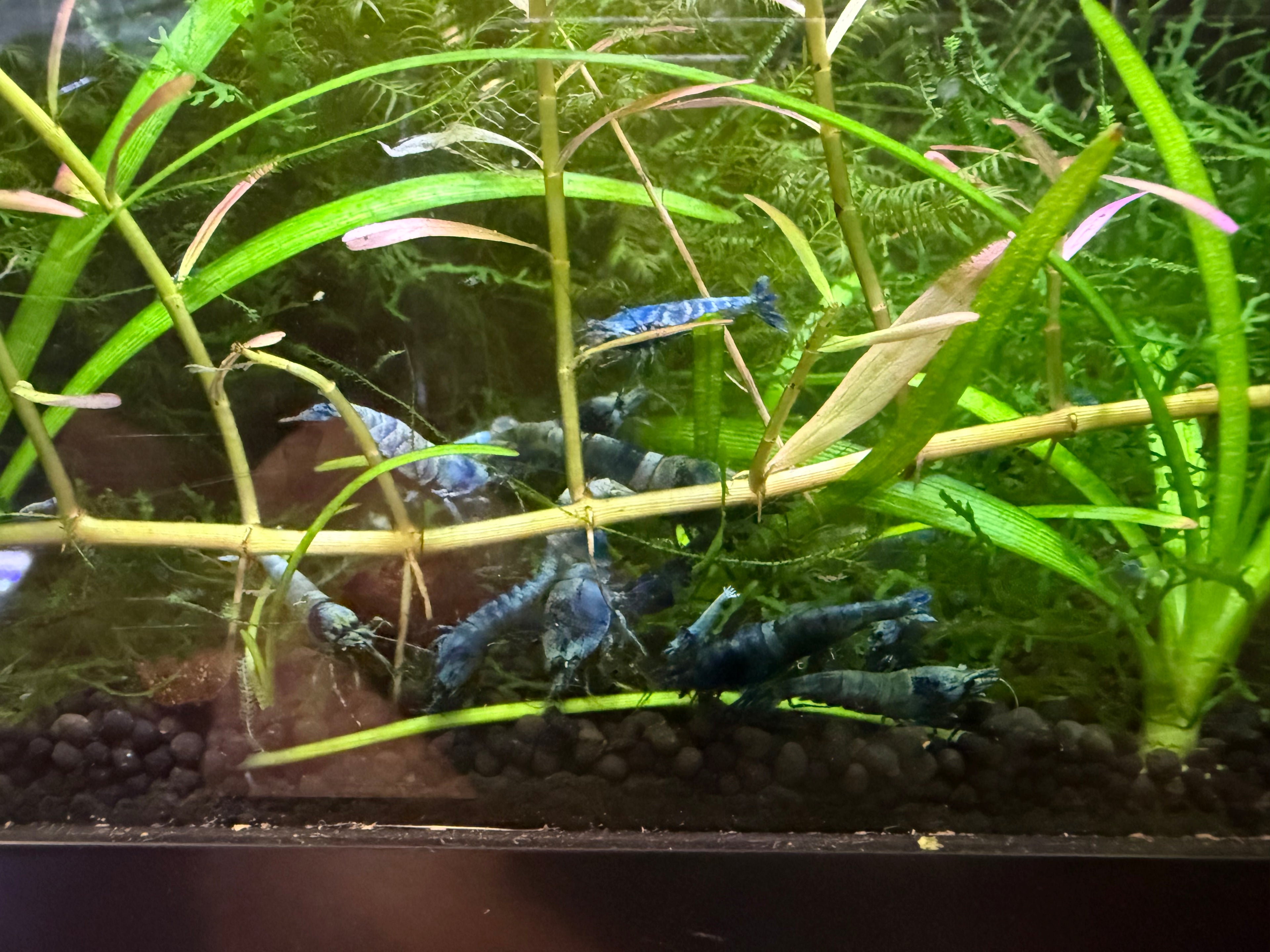 Juvenile Blue Bolt Shrimp for Sale – Premium USA Homebred Caridina | BARCK Aquatics