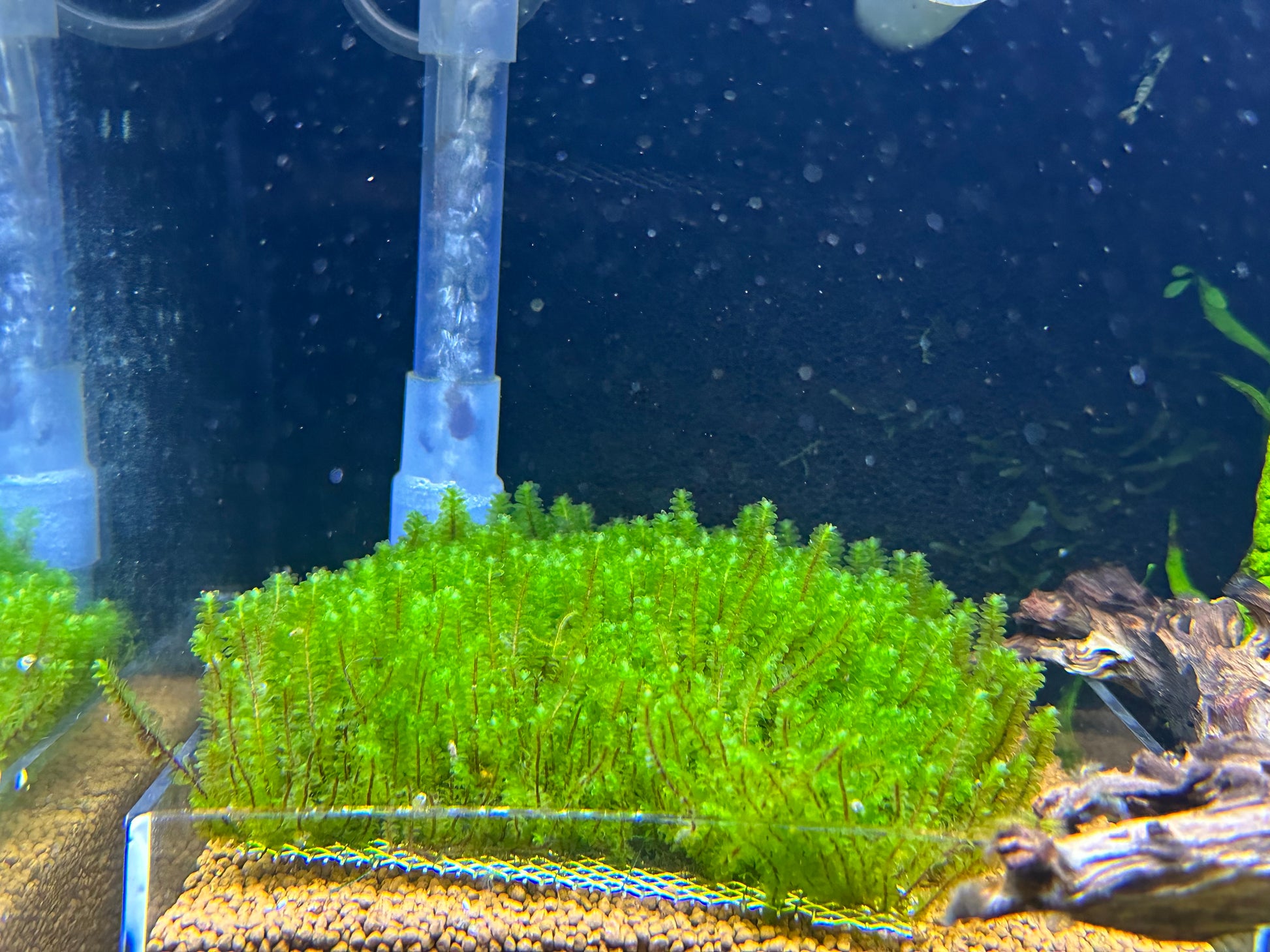 Hookeriaceae Moss - Rare Live Submerged Aquarium Plant