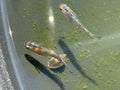 15+ Ulysses Cobalt Medaka Ricefish Eggs. USA bred.