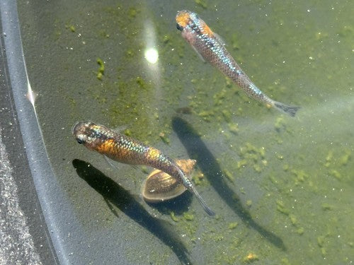 15+ Ulysses Cobalt Medaka Ricefish Eggs. USA bred.