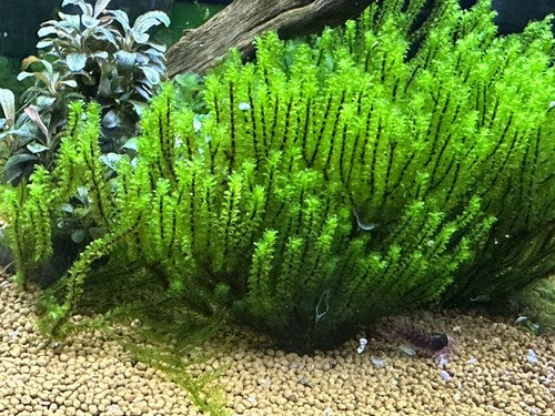 Hookeriaceae Moss - Rare Live Submerged Aquarium Plant