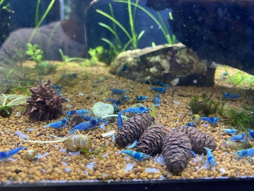 5+1 Extreme Blue Bolt (EBB) Shrimp juviniles-USA Homebred