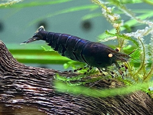 5+1 Orange Eye Blue Tiger ( OEBT) Shrimp w/Rust in colony
