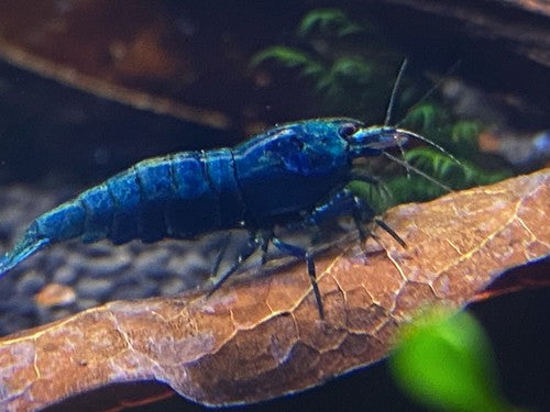 5+1 Extreme Blue Bolt (EBB) Shrimp juviniles-USA Homebred
