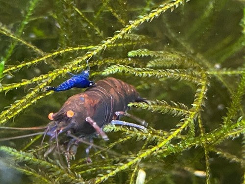 5+1 Orange Eye Blue Tiger ( OEBT) Shrimp w/Rust in colony