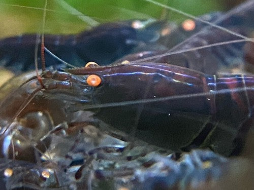 5+1 Orange Eye Blue Tiger ( OEBT) Shrimp w/Rust in colony