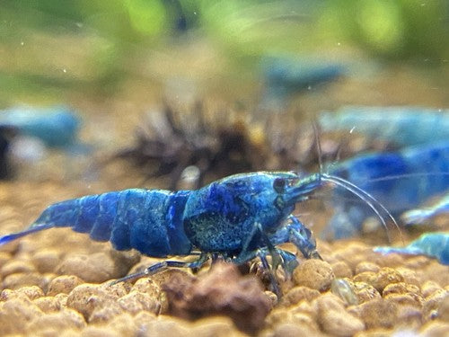 5+1 Extreme Blue Bolt (EBB) Shrimp juviniles-USA Homebred