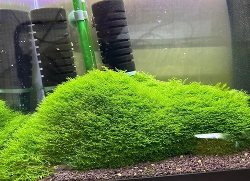 Mini Pellia / Coral Moss | BARCK Aquatics | Grown low tech in shrimp tank 3”x3”