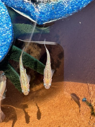 5+1 Yozakura gold Japanese Rice (Medaka) Fish. High Quality US bred Juvies