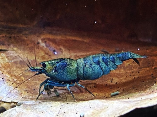 5+1 Extreme Blue Bolt (EBB) Shrimp juviniles-USA Homebred
