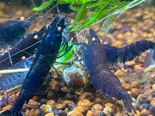 5+1 Orange Eye Blue Tiger ( OEBT) Shrimp w/Rust in colony